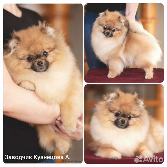 Услуги породного груминга