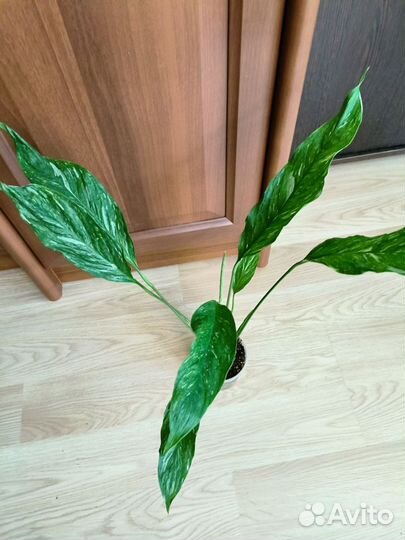 Спатифилум вариегатный Даймонд