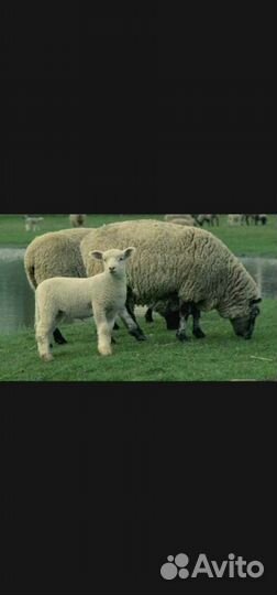 Мясо баранины