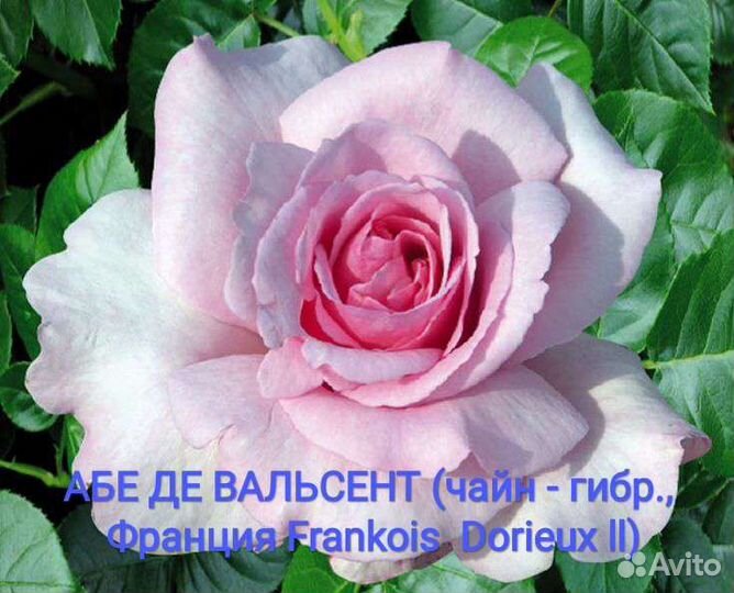 Саженцы элитных сортов роз