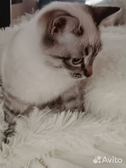 Котята в добрые руки приучены к лотку