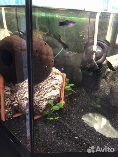 Аквариум