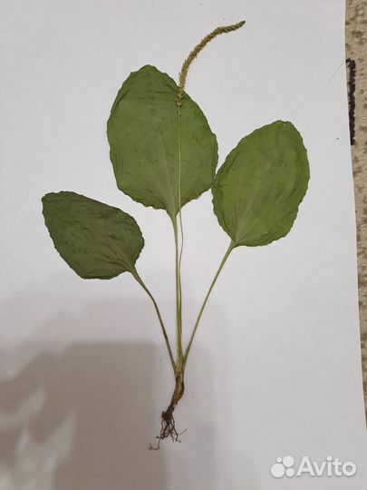 Гербарий подорожник большой