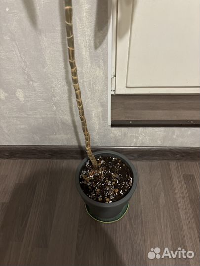 Пальма драцена