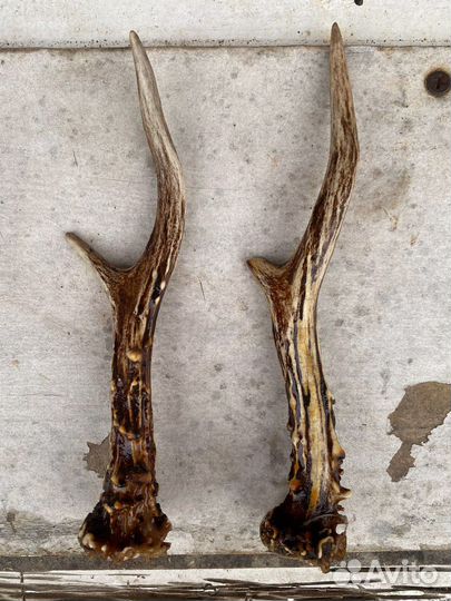 Рога косули