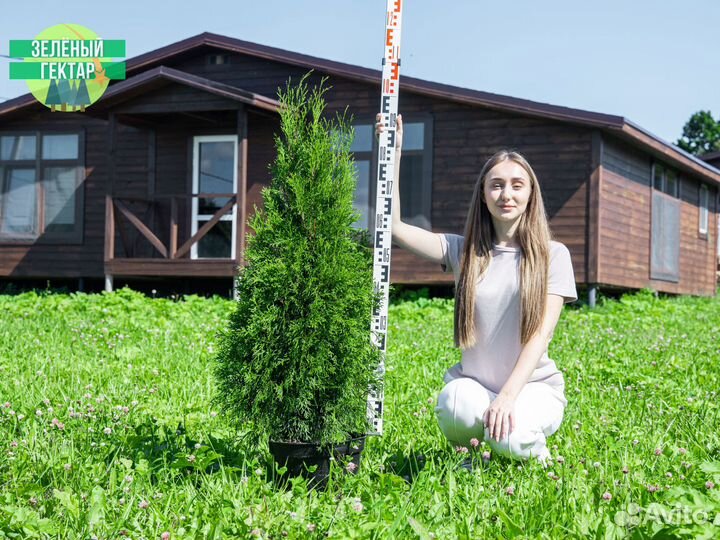 Туи смарагд 1 м свежая копка 2023