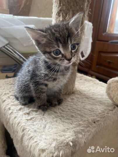 Котенок ласковый мальчик домашний