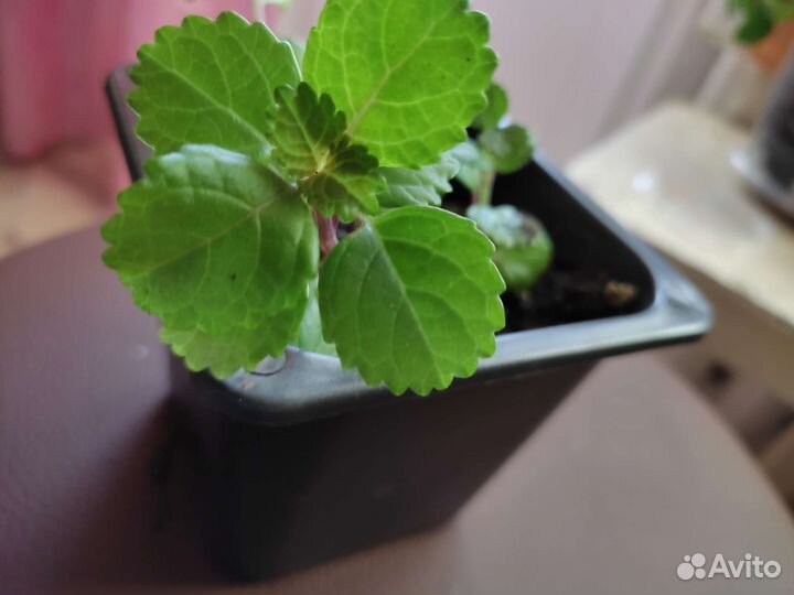 Комнатные цветы