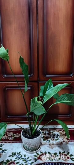 Спатифиллум