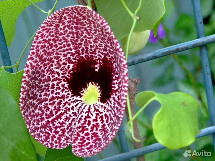 Аристолохии 2 сорта. фагрея Комнатные растения