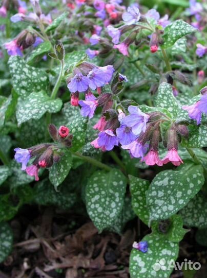 Картина маслом на холсте. Заказ для Светланы