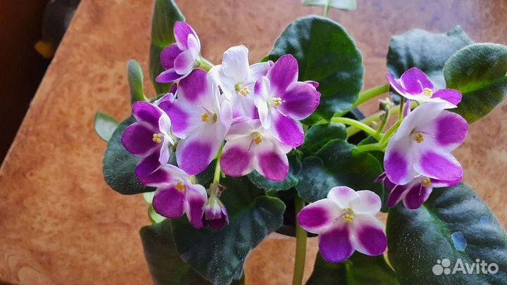 Фиалка Valeska Viol