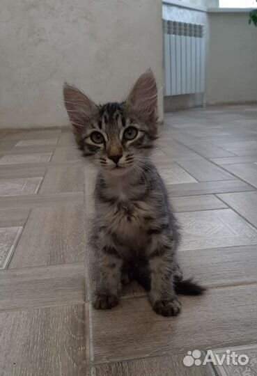 Котенок в добрые руки