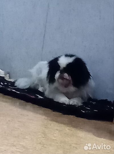 Найдена собака в Октябрьске