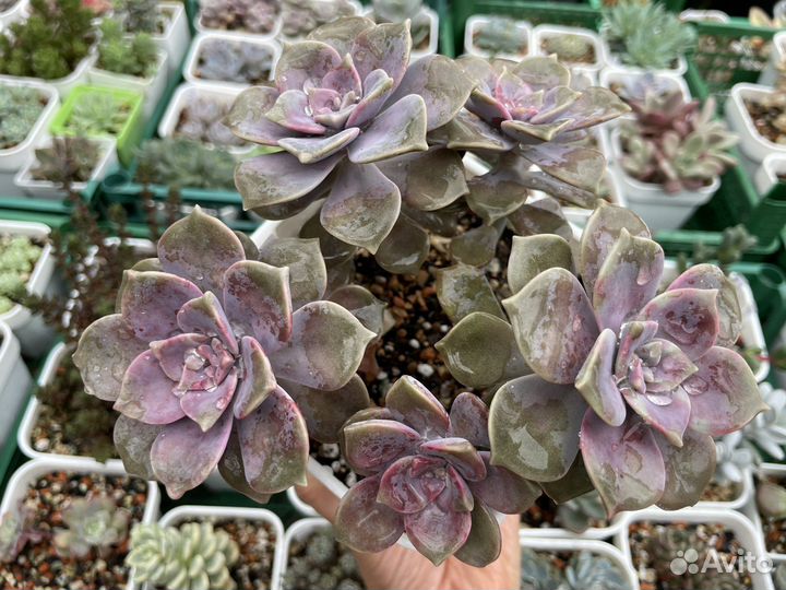 Суккуленты редкие