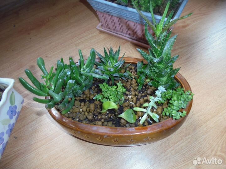 Композиции суккулентов в керамич худож вазе