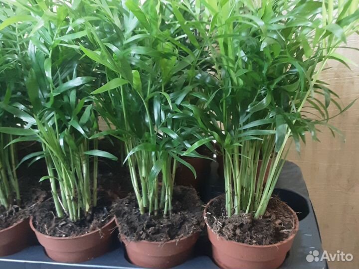 Пальма Хамедорея