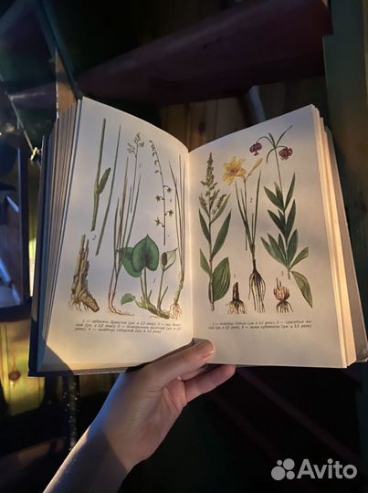Книга ботанический атлас