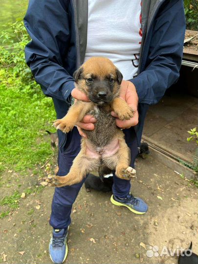 Щенки добермана-лаика в добрые руки