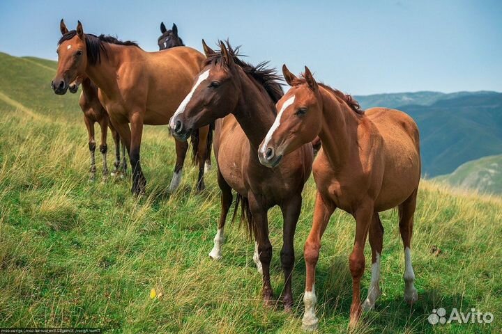Тур-ретрит в горах Дагестана 5 дней