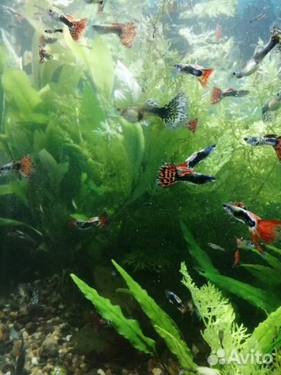 Аквариумные рыбки гуппи