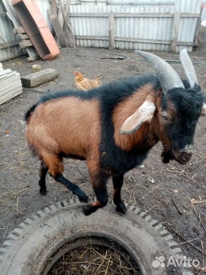 Козлики на племя