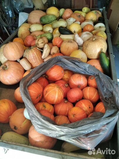 Тыква,кабачки, патиссоны