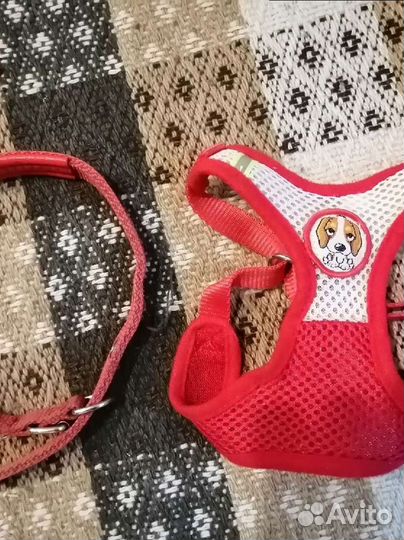 Ошейник и шлейка
