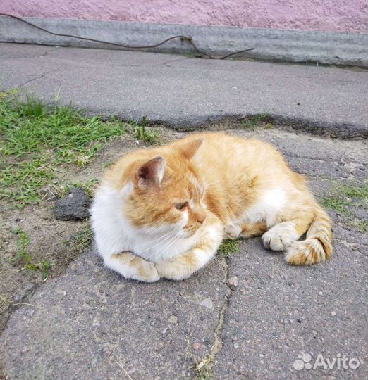 Кот на улице. Кому счастье в дом