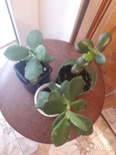 Денежное дерево из Турции (красула)
