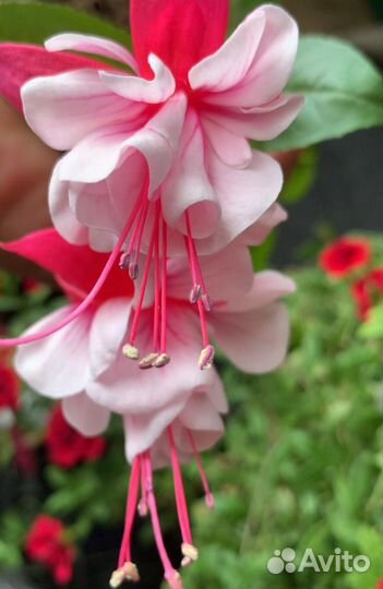 Фуксии махровые, сортовые