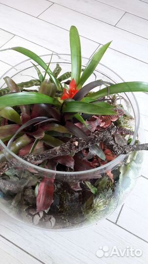 Аквариум флорариум 10 л