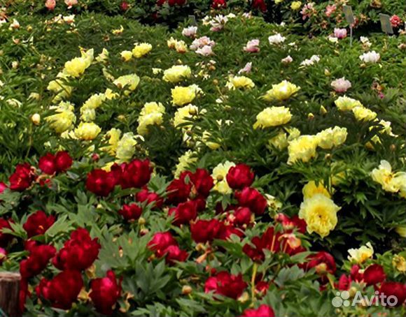 Коллекция хост №3