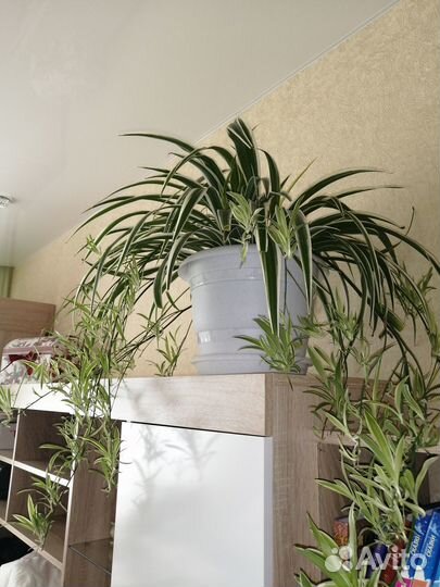 Хлорофитум хохлатый