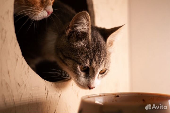 Фотограф анималист