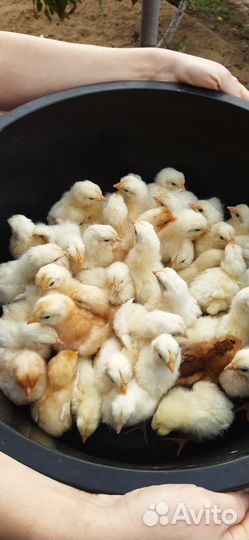 Домашние куриные яйца с доставкой надом