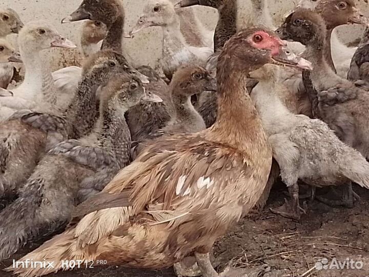 Мускусные утята тяжелой линии