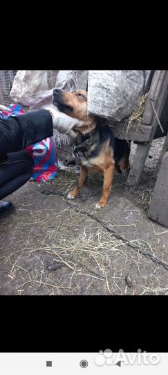 Маленькая собака в добрые руки