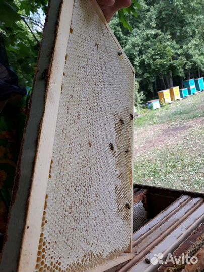 Мед натуральный