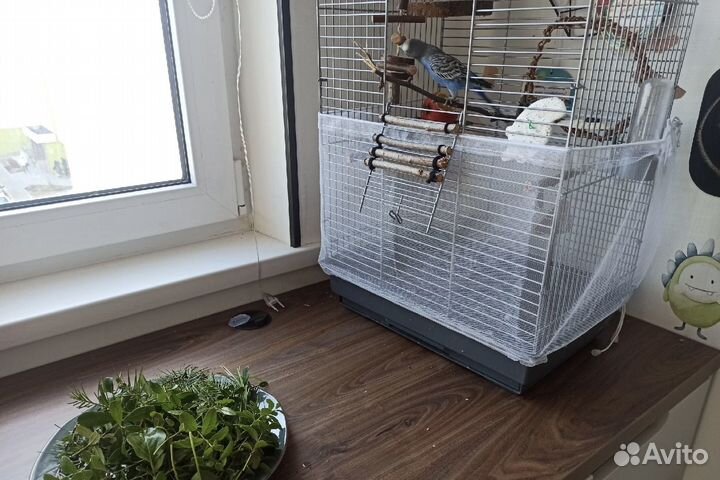 Передержка домашних животных