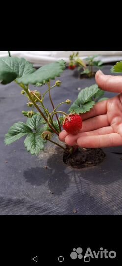 Клубника ремонтантная