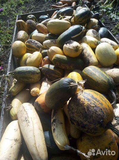Тыква и кабачки
