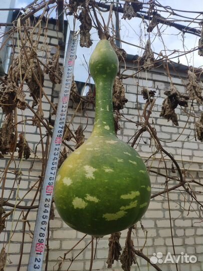 Семена Лагенарии