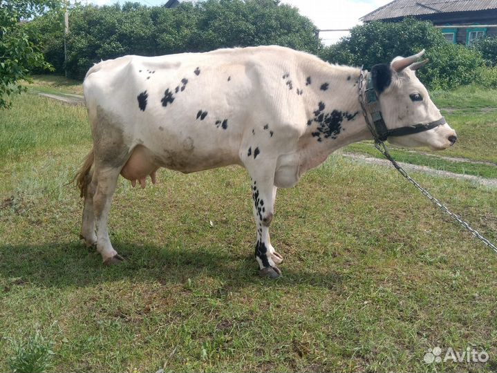 Корова дойная с теленком
