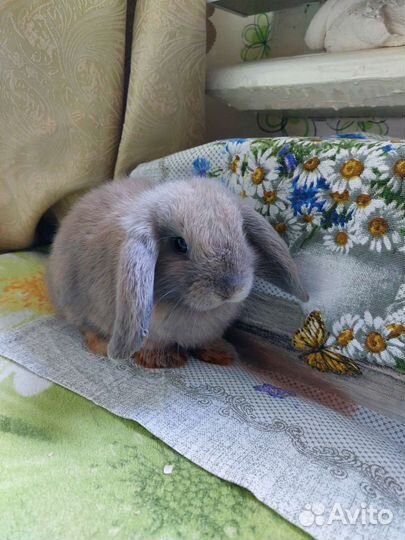 Декоративные кролики