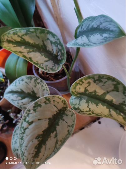 Сциндапсус, Филодендроны, Калатея, Ринг оф Файер