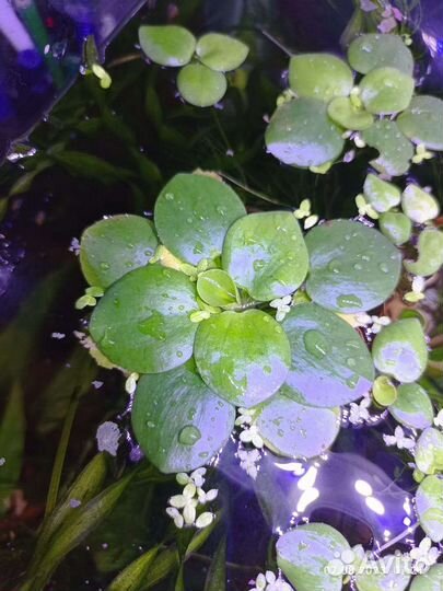 Аквариумные растения