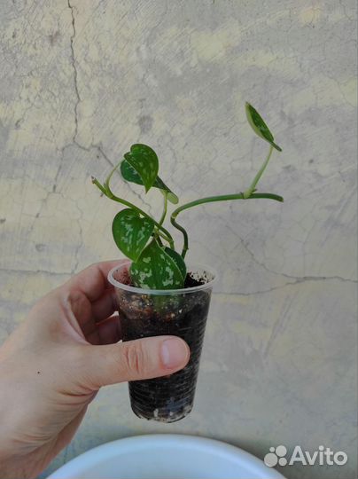 Сциндапсус эпипремнум