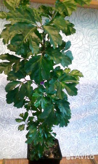 Комнатные растения