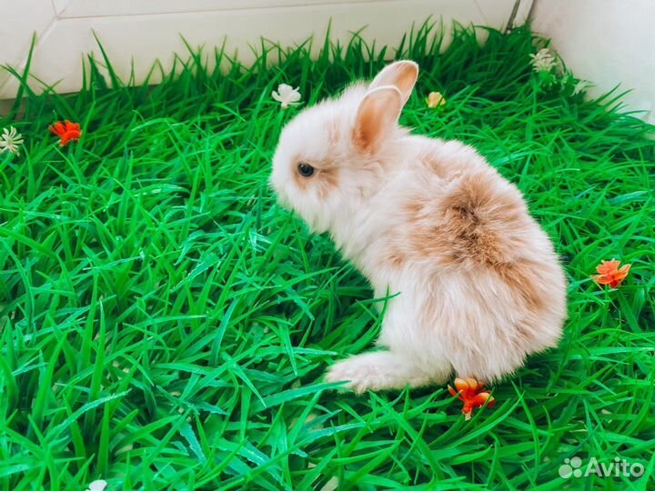 Карликовый кролик - рыжий и другие цвета
